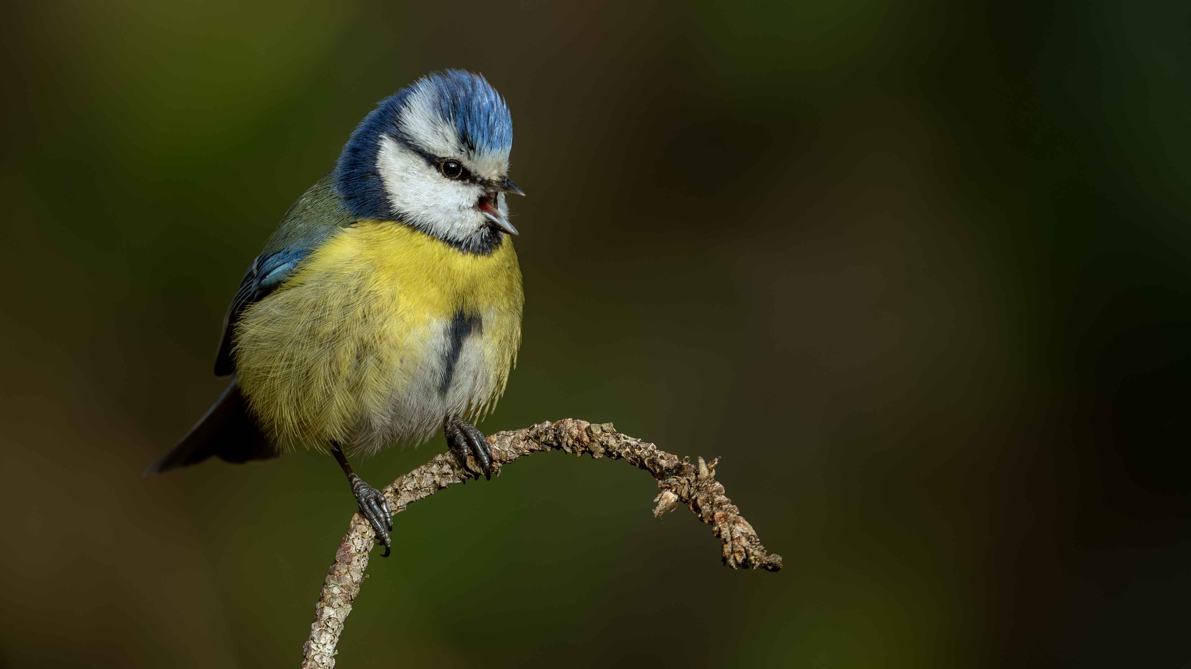 Eurasian Blue Tit